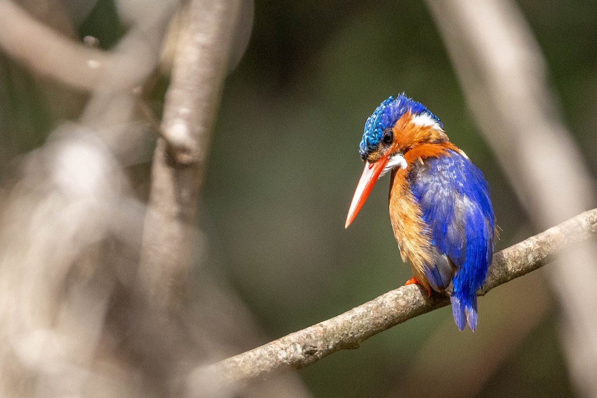 Malachite Kingfisher - ML643179406