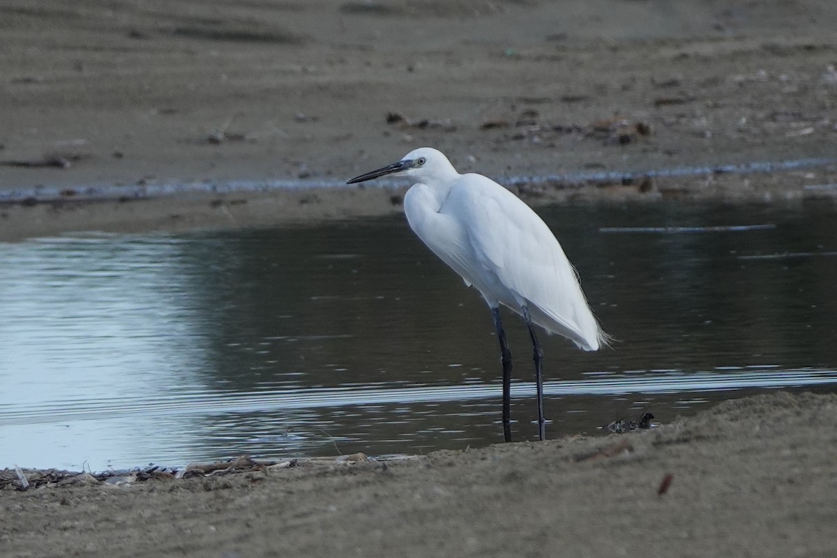 Little Egret - ML643179413