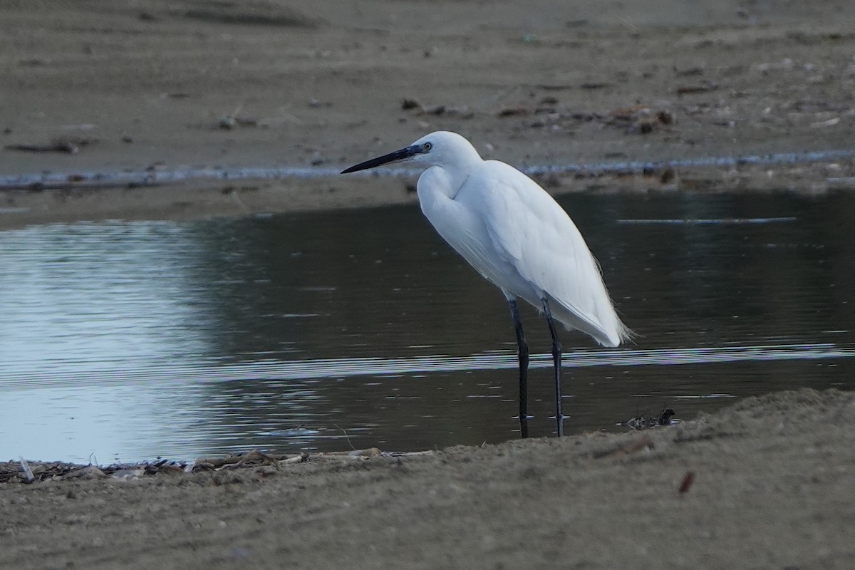 Little Egret - ML643179414
