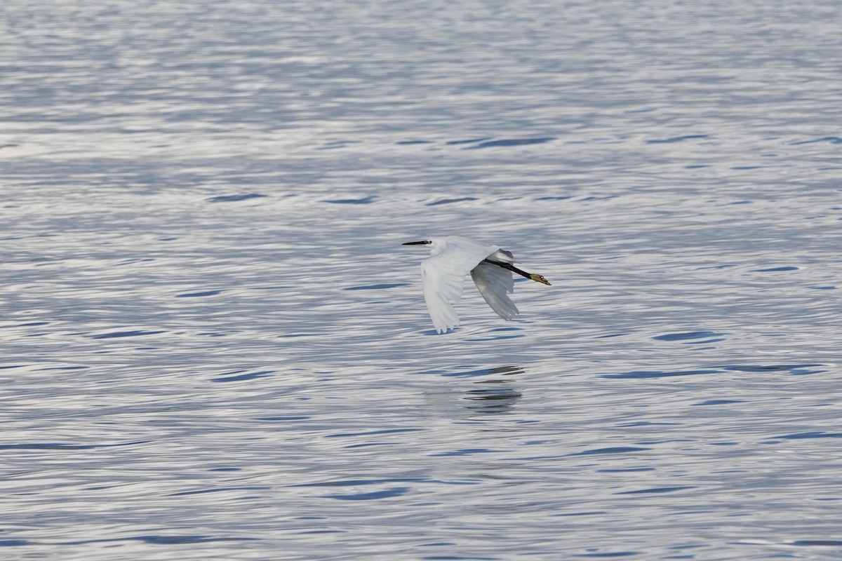 Little Egret - ML643179415