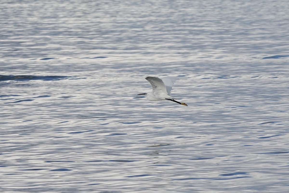 Little Egret - ML643179416