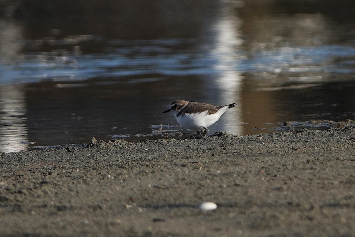 Kentish Plover - ML643179419