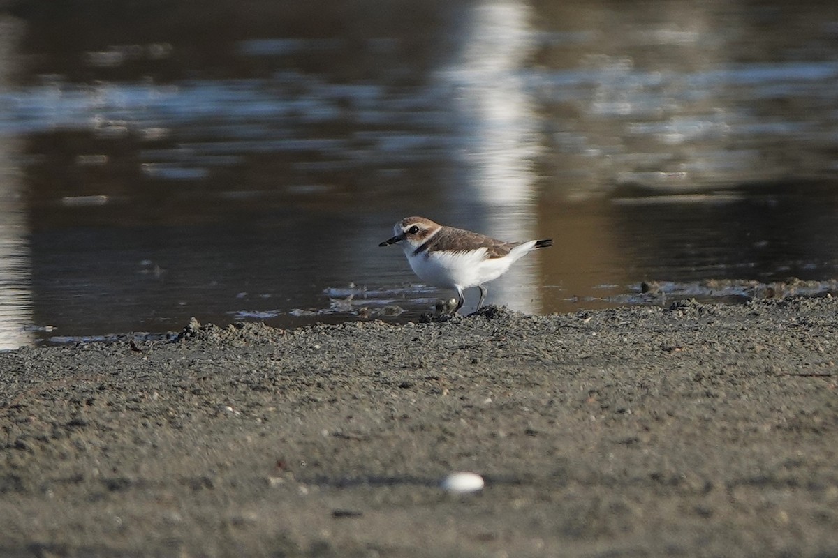 Kentish Plover - ML643179420