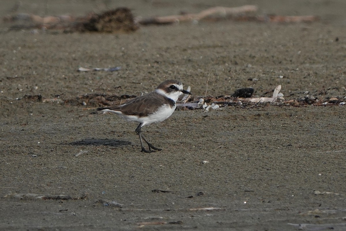 Kentish Plover - ML643179421