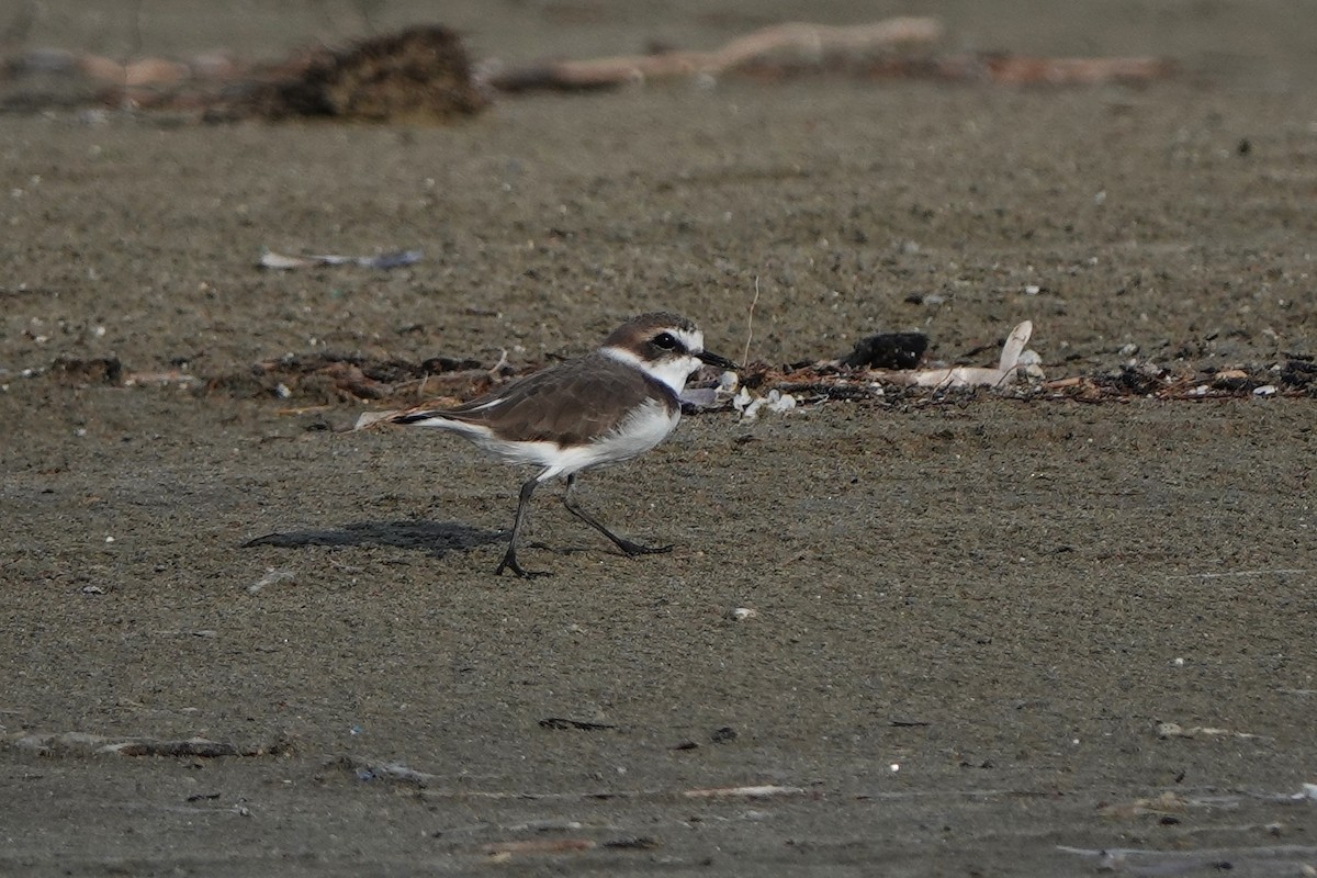 Kentish Plover - ML643179422
