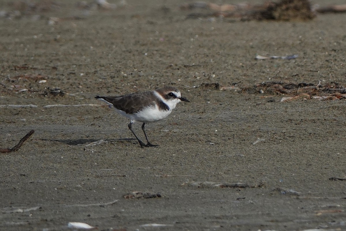 Kentish Plover - ML643179423