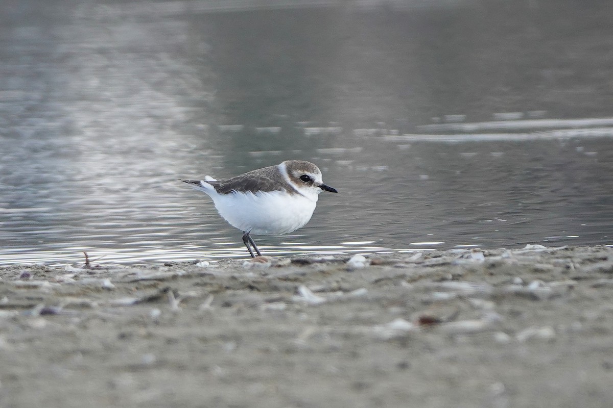 Kentish Plover - ML643179424