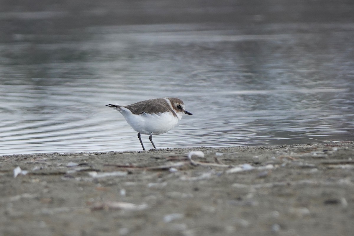 Kentish Plover - ML643179425