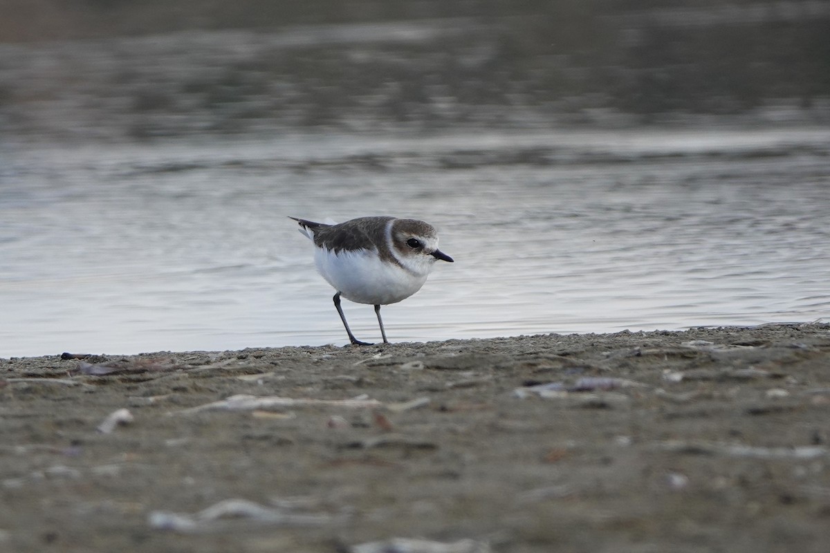 Kentish Plover - ML643179426
