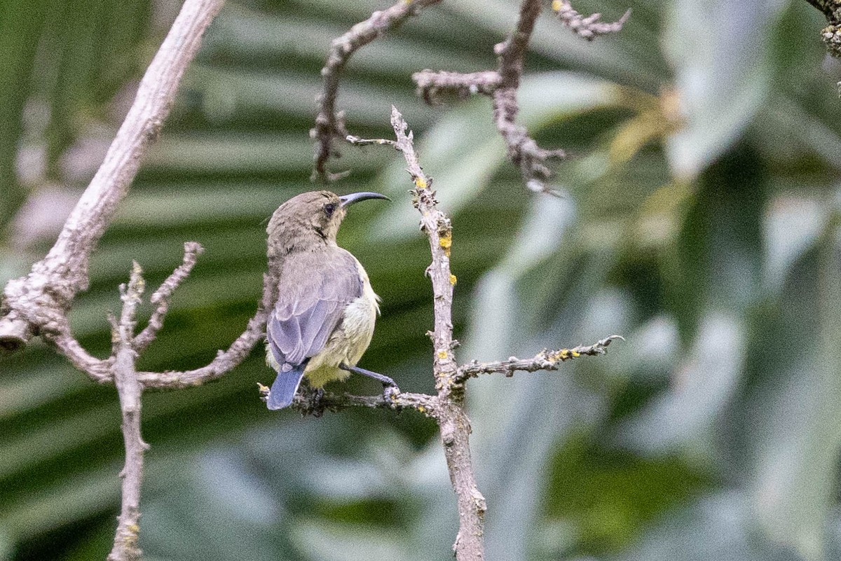 Variable Sunbird - ML643179429