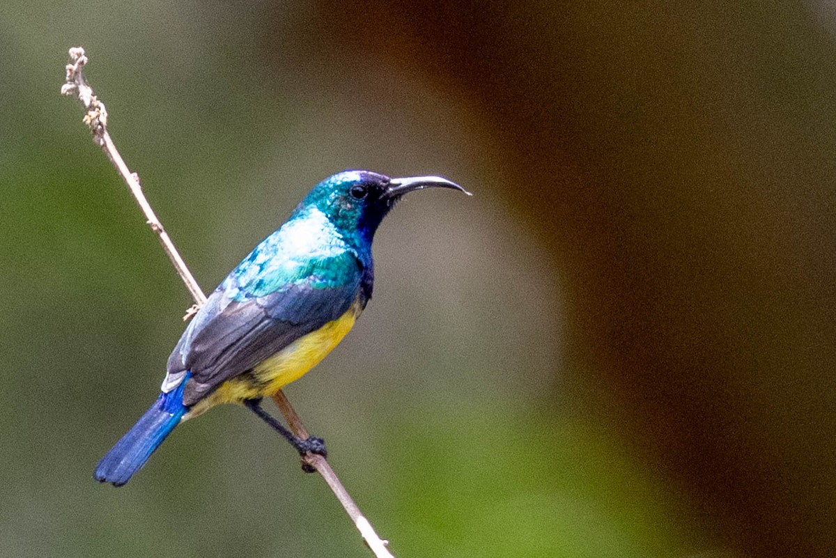 Variable Sunbird - ML643179430