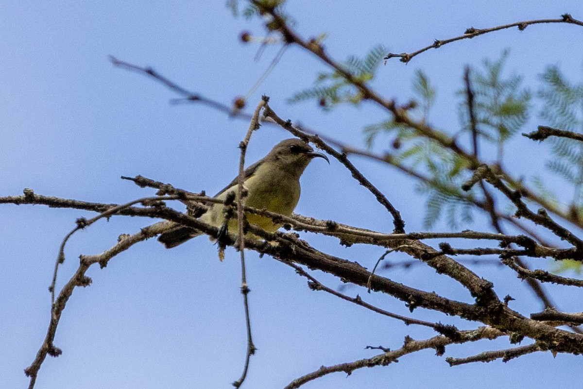 Variable Sunbird - ML643179431