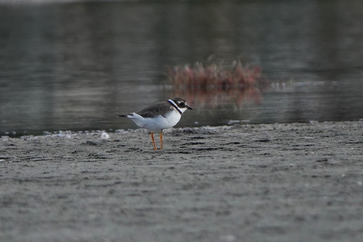 Common Ringed Plover - ML643179432