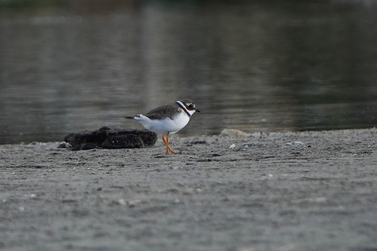 Common Ringed Plover - ML643179433