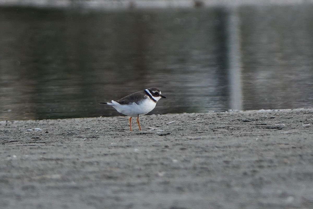 Common Ringed Plover - ML643179434