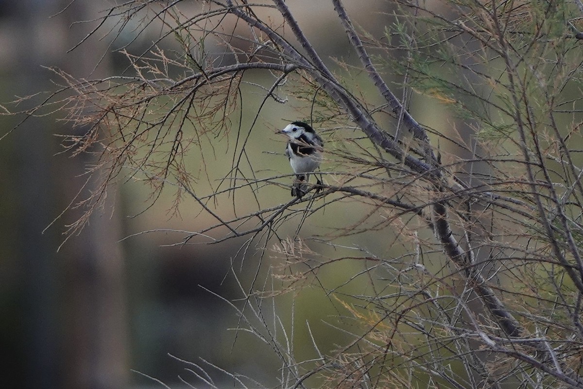 White Wagtail - ML643179436
