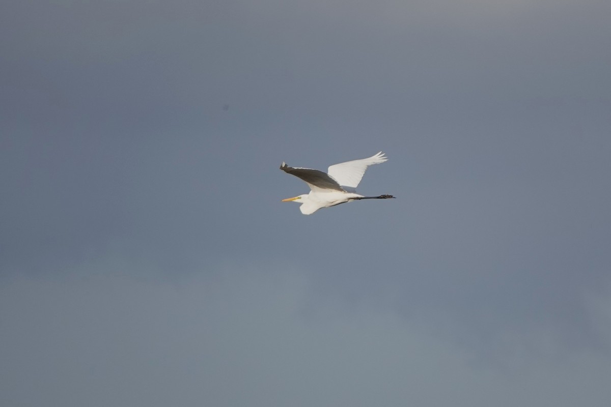 Great Egret - ML643179439