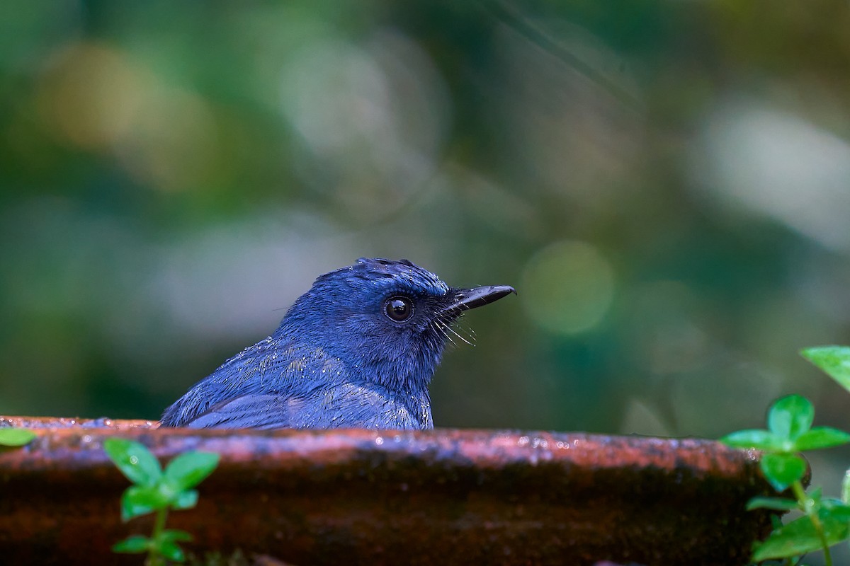 White-bellied Blue Flycatcher - ML643179452