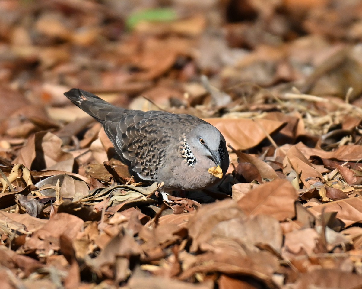 Spotted Dove - ML643179493