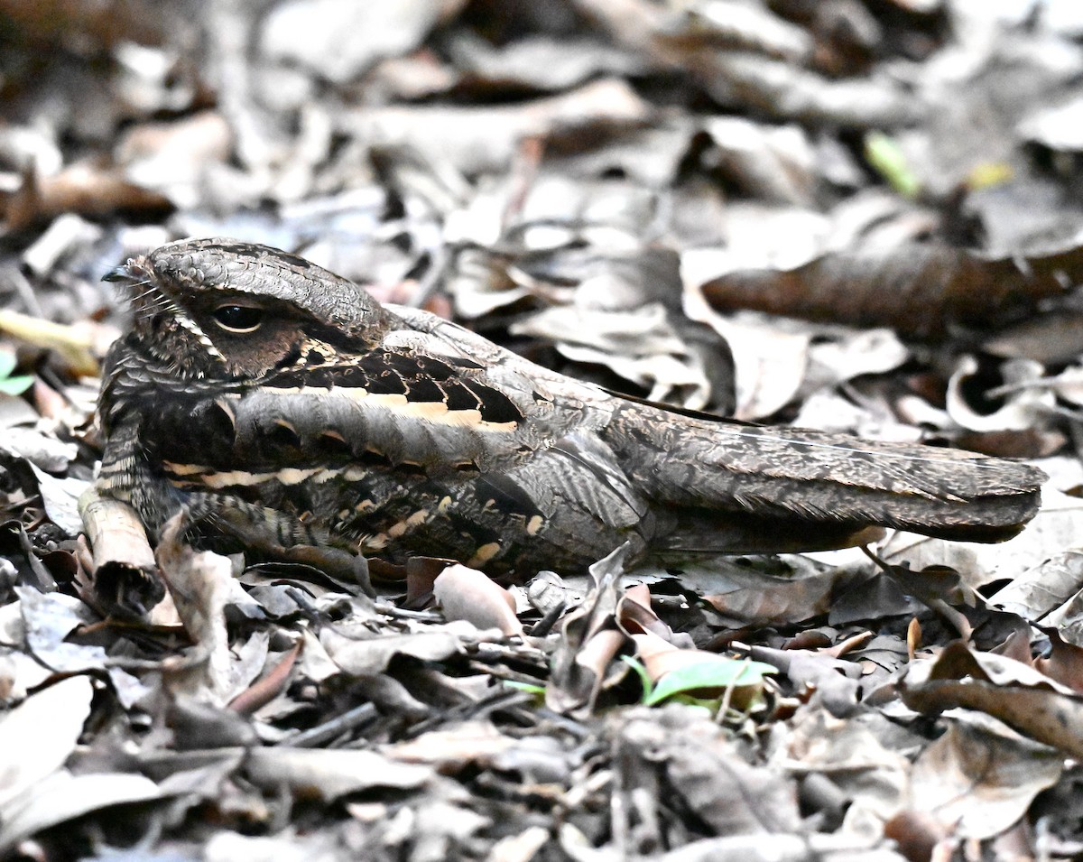 Large-tailed Nightjar - ML643179500