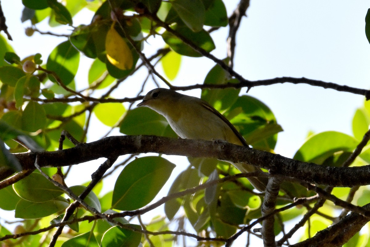 Garden Warbler - ML643179539
