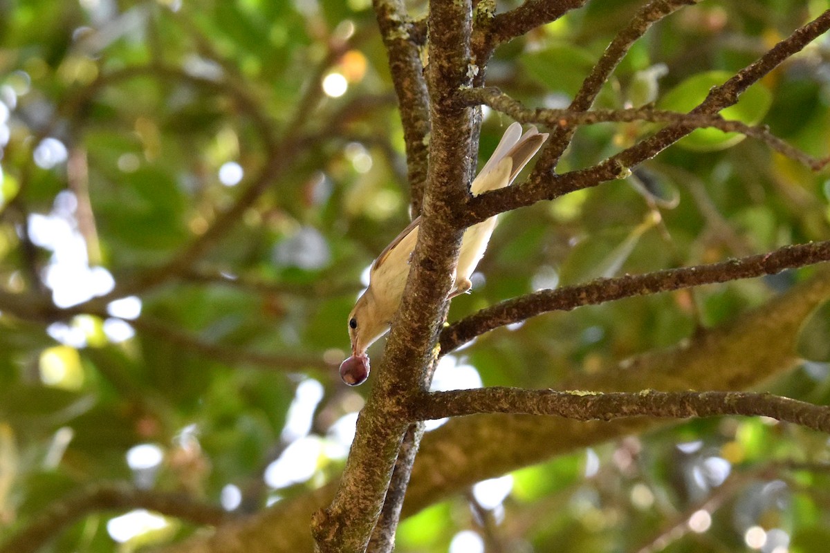 Garden Warbler - ML643179541
