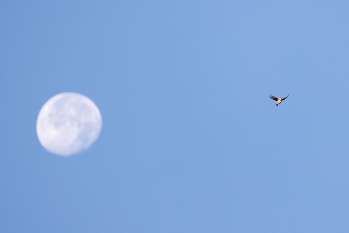 Blue Jay - ML643179562