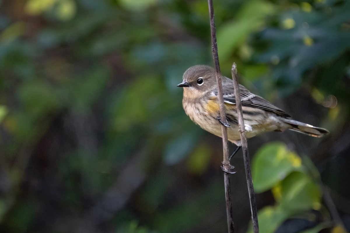 Yellow-rumped Warbler (Myrtle) - ML643179564