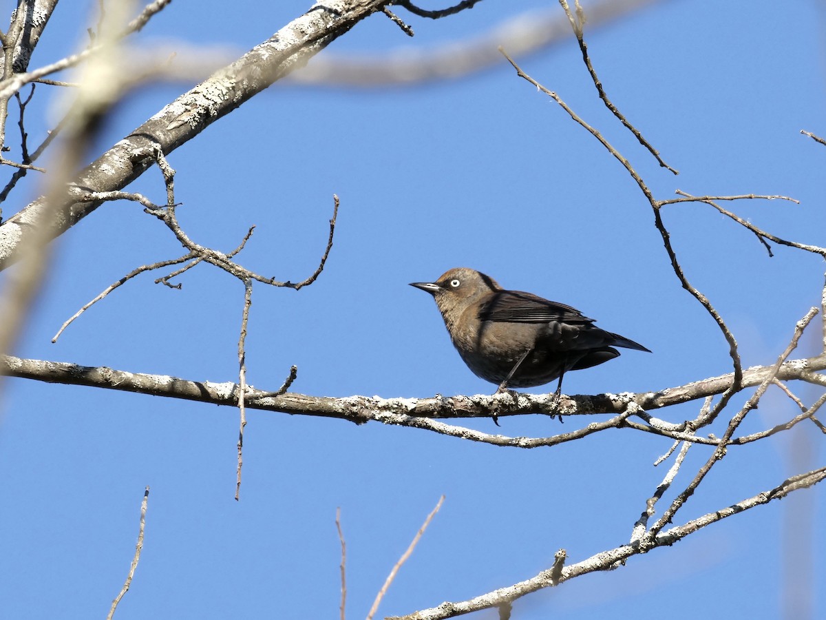 Rusty Blackbird - ML643179568