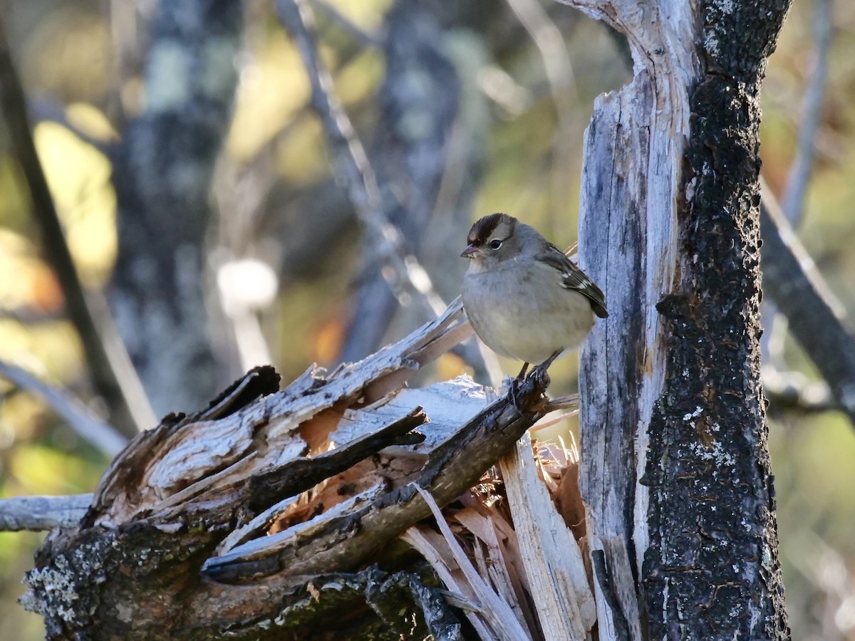 White-crowned Sparrow - ML643179569