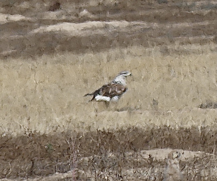 Ferruginous Hawk - ML643179597