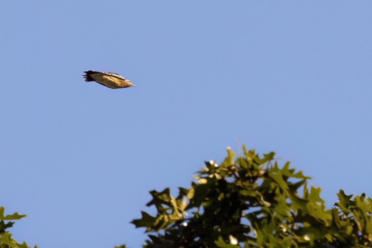 Yellow-bellied Sapsucker - ML643179612