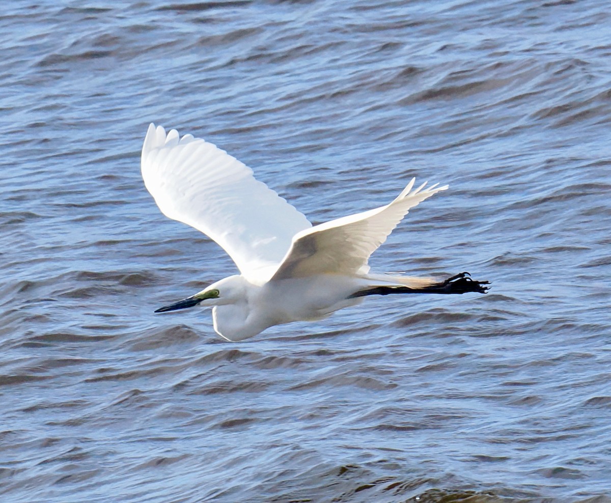 Great Egret (modesta) - ML643179628