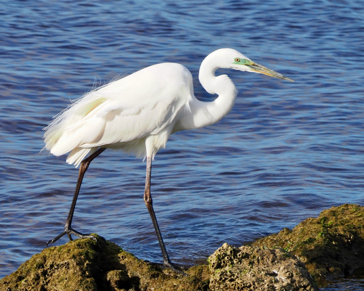 Great Egret (modesta) - ML643179630