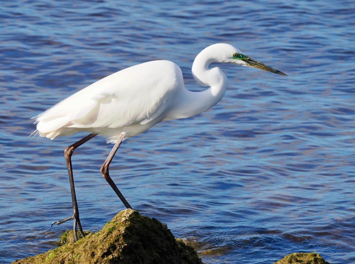 Great Egret (modesta) - ML643179631