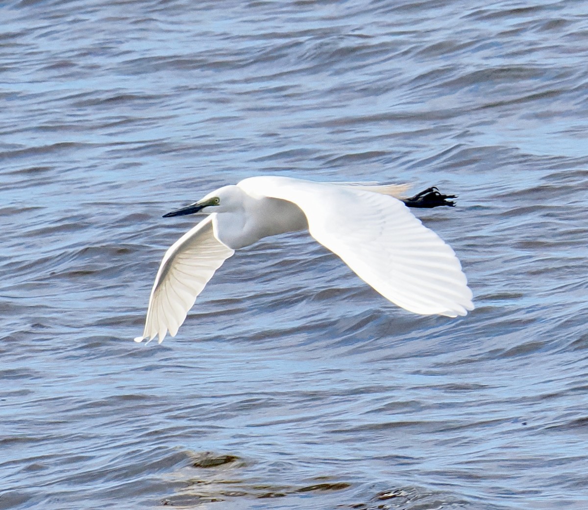 Great Egret (modesta) - ML643179632