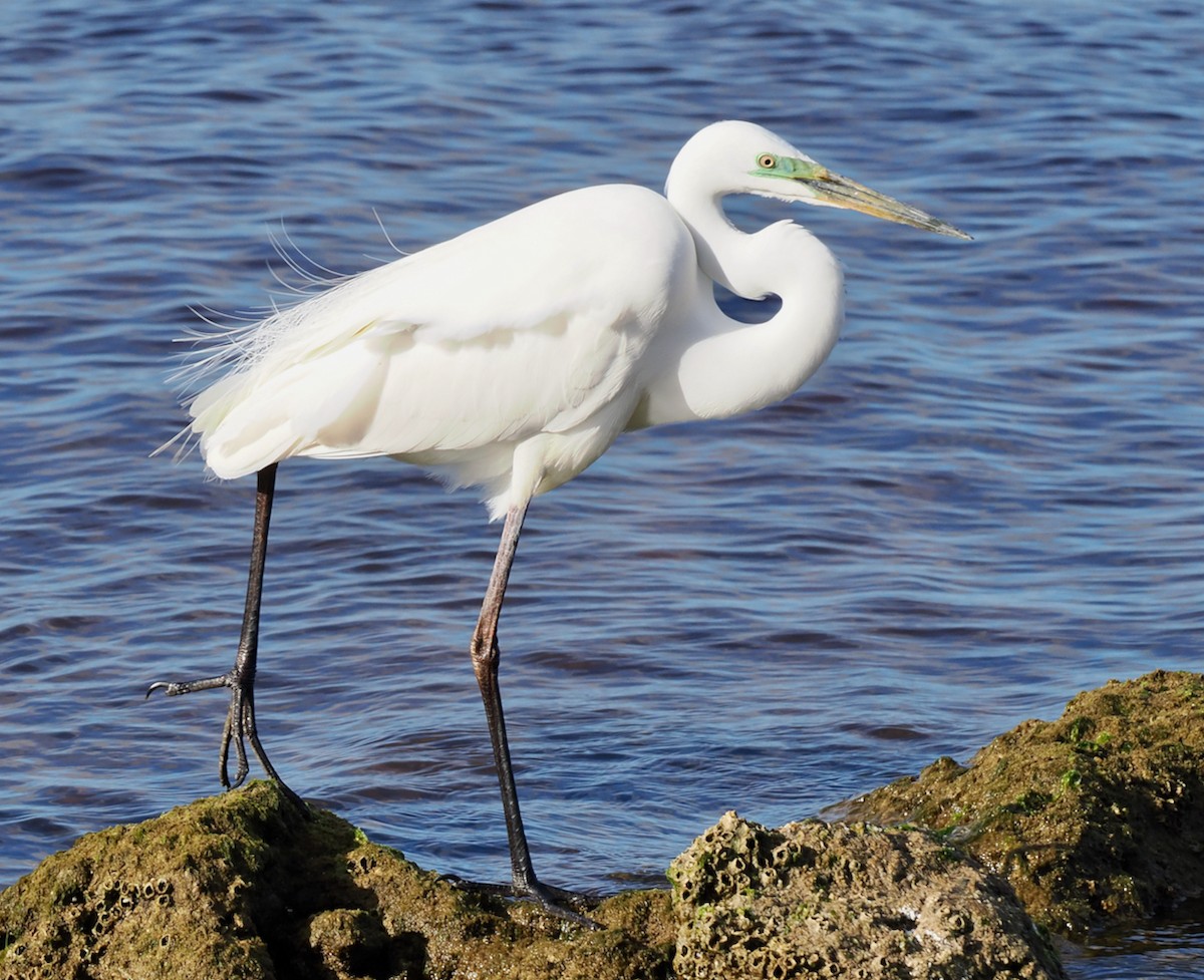 Great Egret (modesta) - ML643179633
