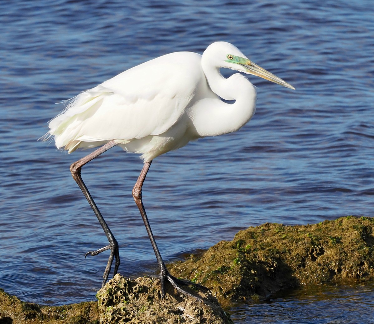 Great Egret (modesta) - ML643179634