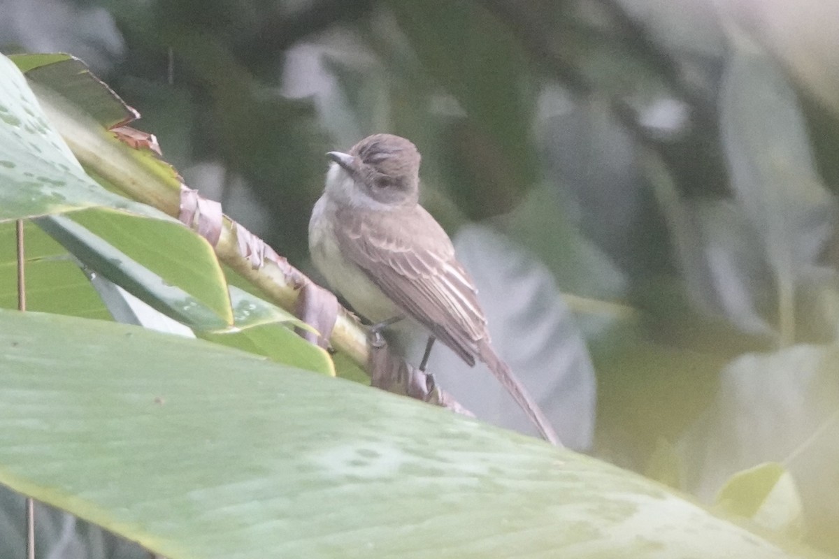 Short-crested Flycatcher - ML643179641