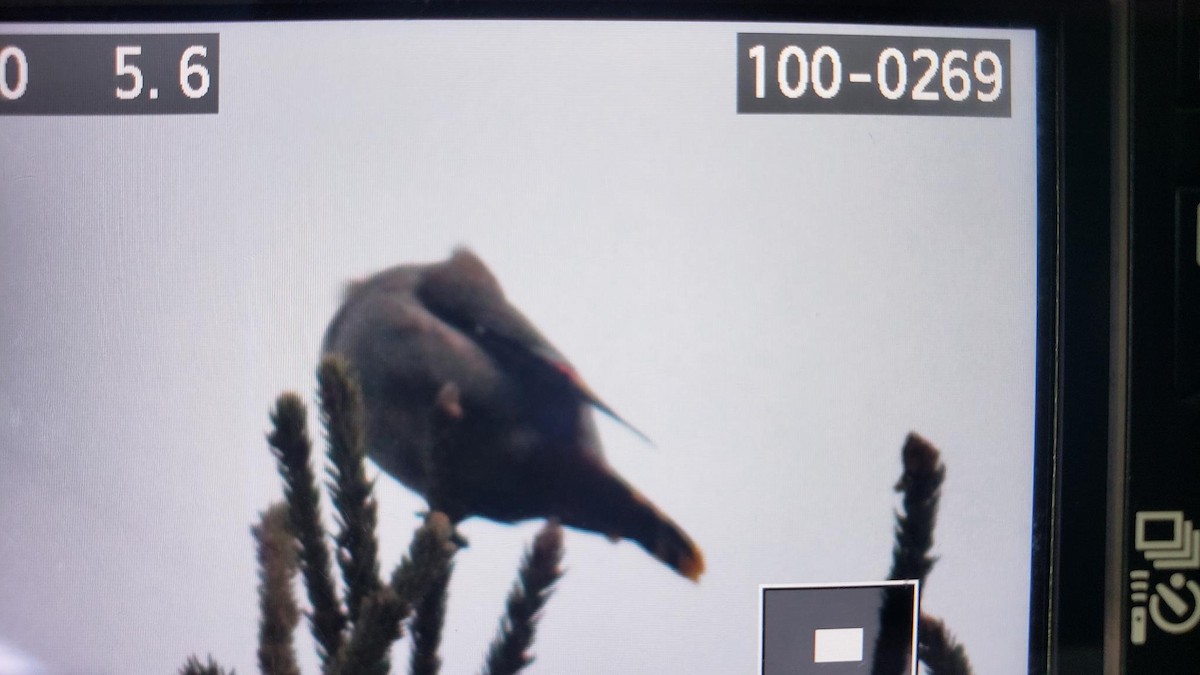 Bohemian Waxwing - ML643179643