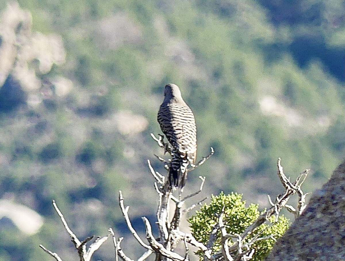 Northern Flicker (Red-shafted) - ML643179659
