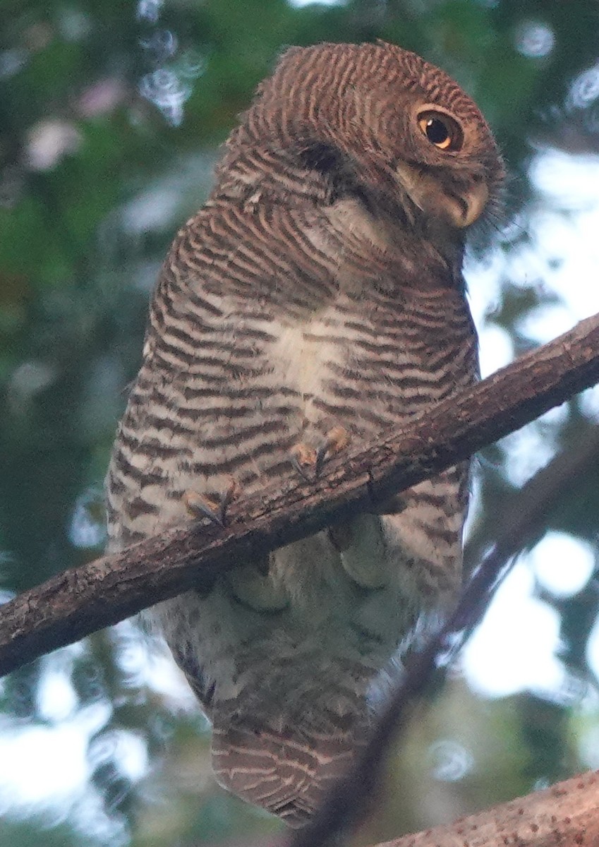 Jungle Owlet - ML643179664