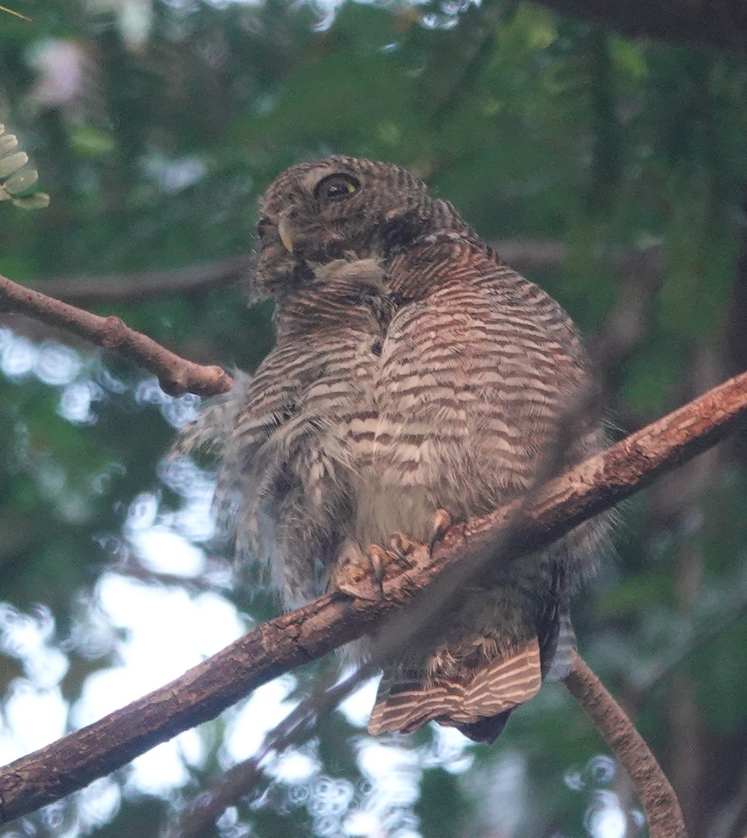 Jungle Owlet - ML643179665