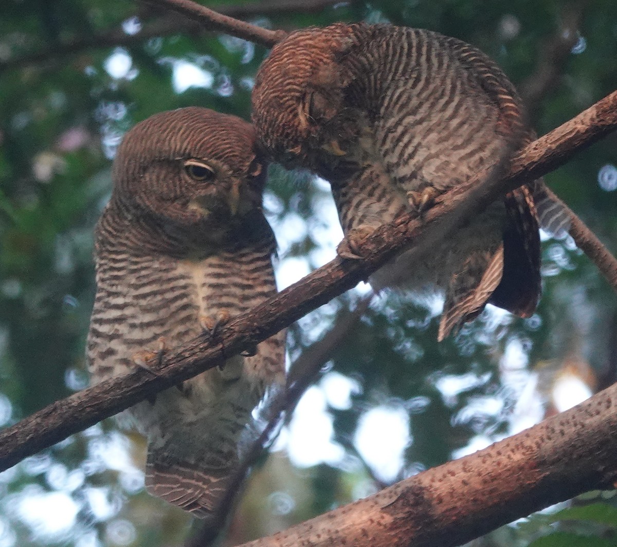 Jungle Owlet - ML643179666