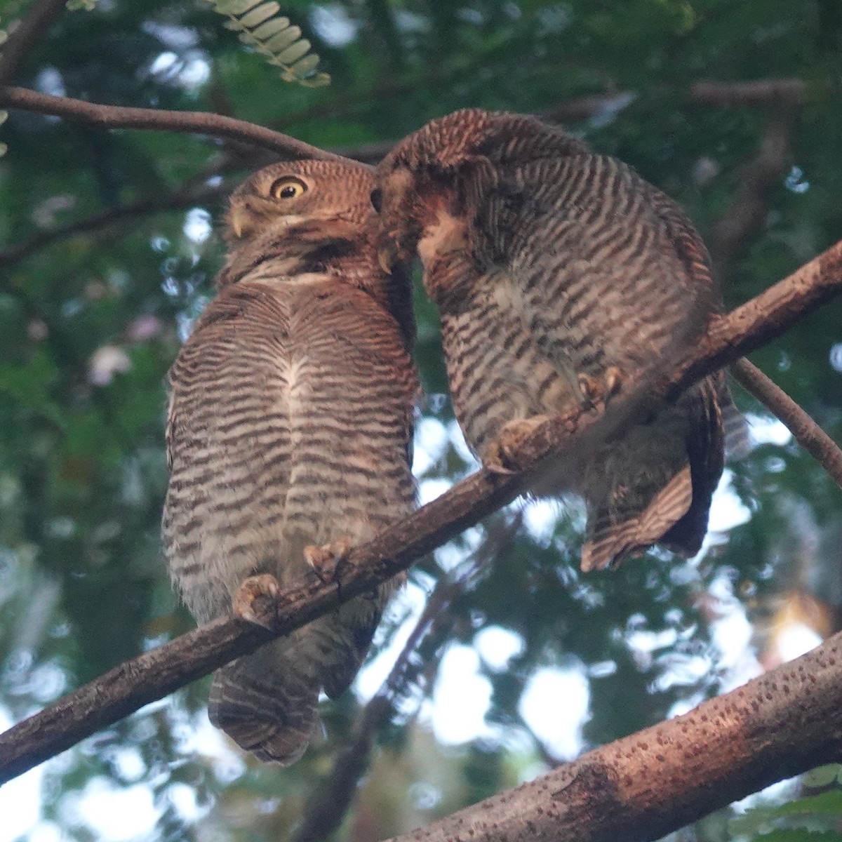Jungle Owlet - ML643179667