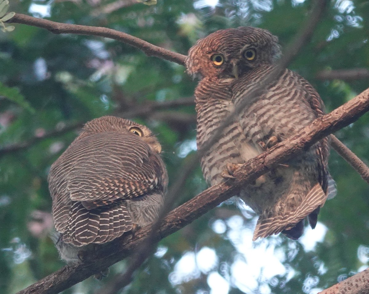 Jungle Owlet - ML643179668