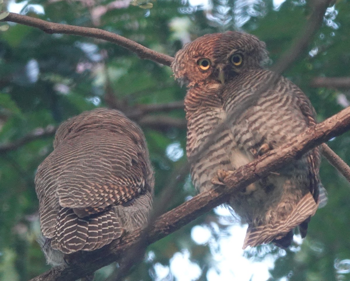 Jungle Owlet - ML643179669