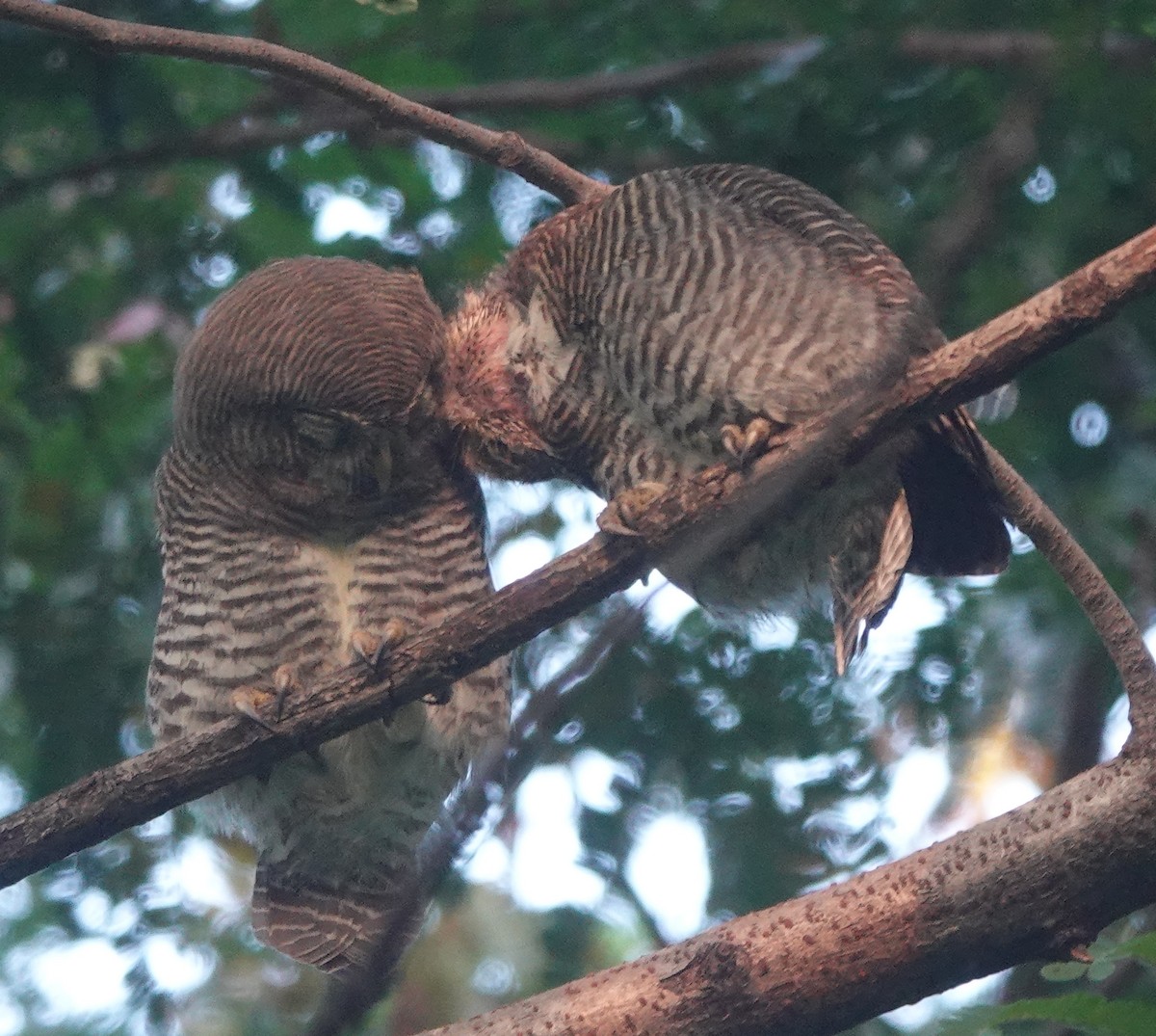 Jungle Owlet - ML643179670