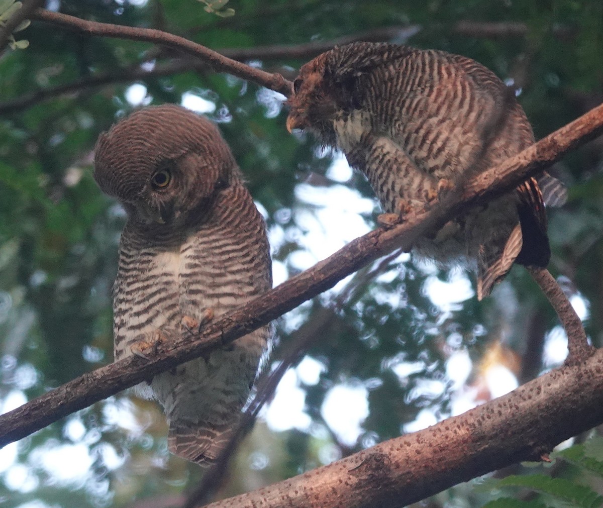 Jungle Owlet - ML643179671