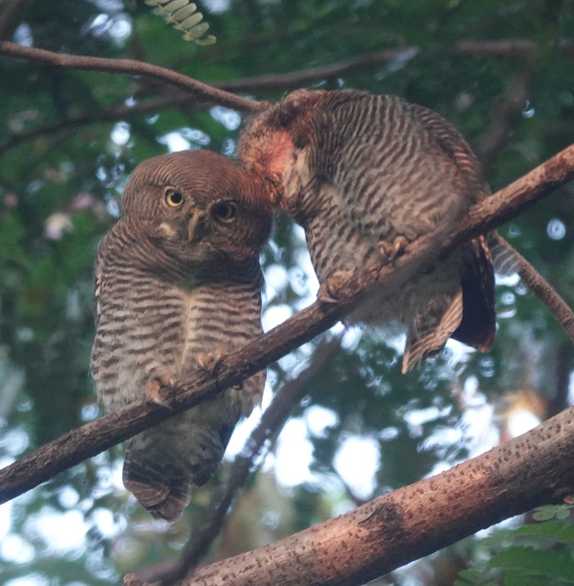 Jungle Owlet - ML643179672